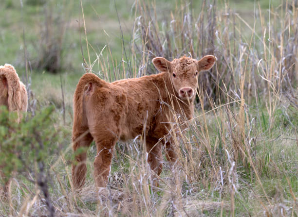 Calves in a field