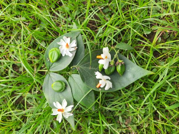 istock Nyctanthes arbor tristis fruits. 2185742806