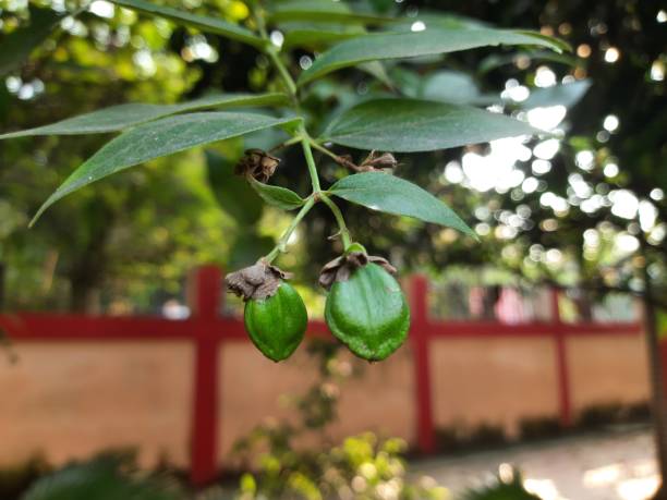 istock Nyctanthes arbor tristis fruits. 2185742944