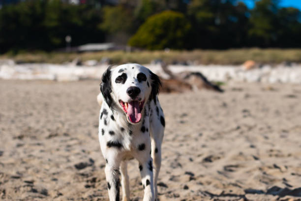 istock Dalmatian on the beach 2185743058