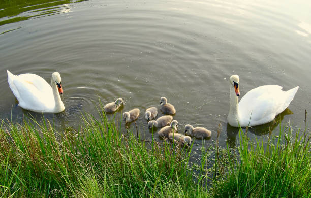 istock Swan Family 2185743097