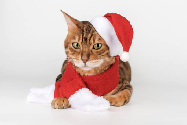 istock Adorable Bengal cat in Santa hat. 2185744425