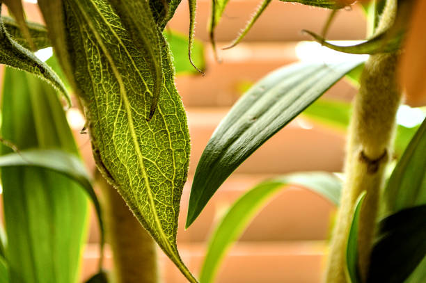 Green Leaves Close up With Sunlight