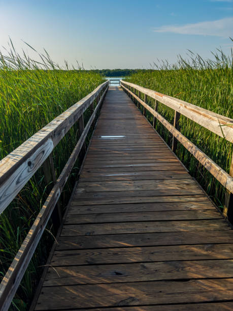 istock Long Dock at Rice Lake State Park 2185747143