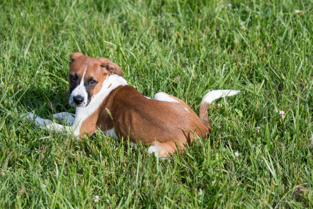 istock Foster dog laying in green grass 2185748062