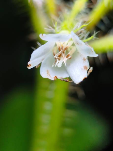 istock close up of small white flowers 2185748535