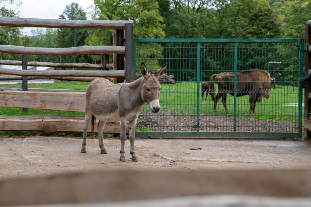 istock Donkey in wildlife park 2185752233