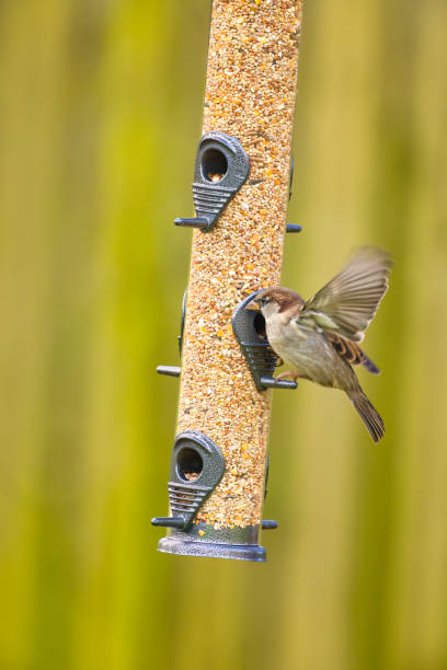 istock House Sparrow on a bird feeder in the garden 2185752530