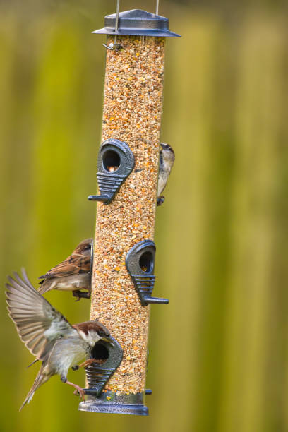 istock House Sparrows on a bird feeder in the garden 2185752825