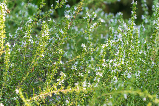 istock Satureja montana, winter savory, mountain savory. 2185753361