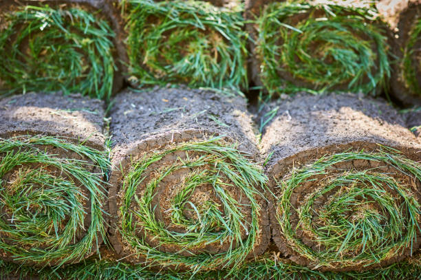 istock Grass turf rolls stacked for landscaping and gardening projects, showing fresh greenery and soil texture, ideal for eco-friendly lawn creation and garden use 2185754010