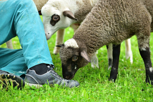 istock Love and friendship between a farmer, his sheep and a cat 2185757414