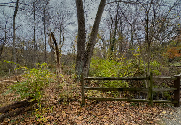 A wooden fence leading into a wilderness area