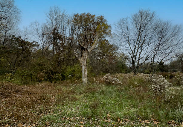 istock A wilderness area in a rural park 2185758665