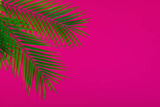 istock Green palm leaves on bright pink background. Summer tropical wallpaper, hard light, dark shadow 2185758764
