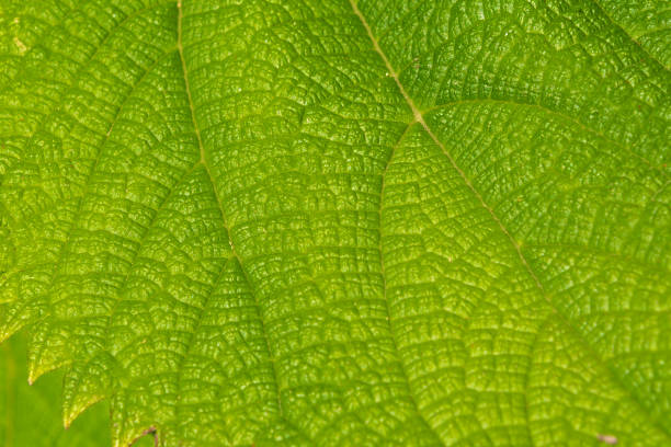 Close-up of green leaf. Backgrounds and textures. Veins of green leaf.