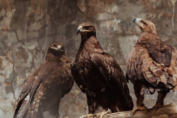 istock Three majestic golden eagles perched on a branch in their natural habitat during daylight 2185759771