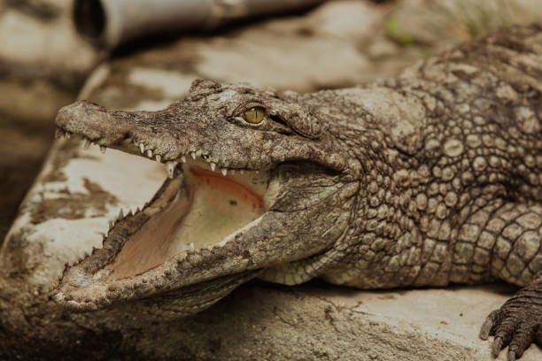 istock A crocodile basks in the sun with its mouth open by a pool in a nature reserve 2185759791