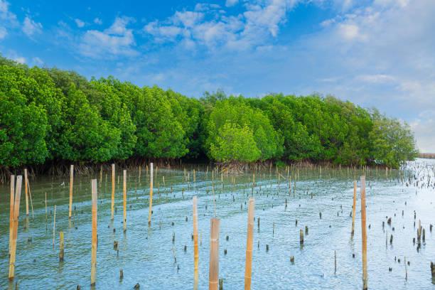 Tropical mangrove forest under sunlight with cloudy blue sky in phang nga bay, Thailand.