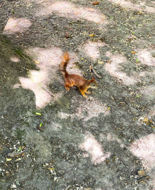 istock red squirrel jumps on the ground 2185761881