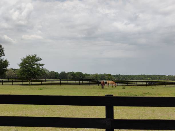 istock Tranquil pasture with grazing horses 2185762457