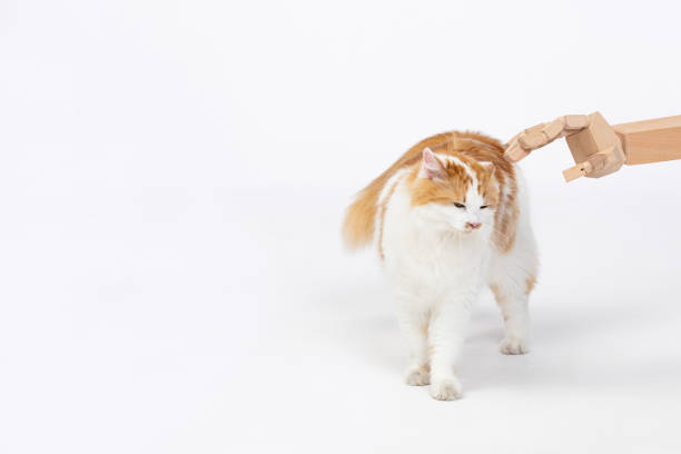 istock The interaction between a cat and a wooden hand takes place in a minimalistic setting 2185762952