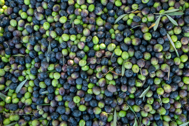 Close up freshly harvested olives