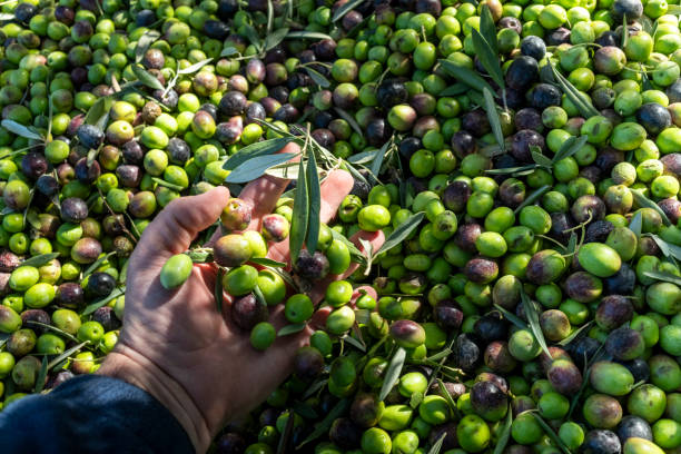 istock Close up freshly harvested olives 2185763647