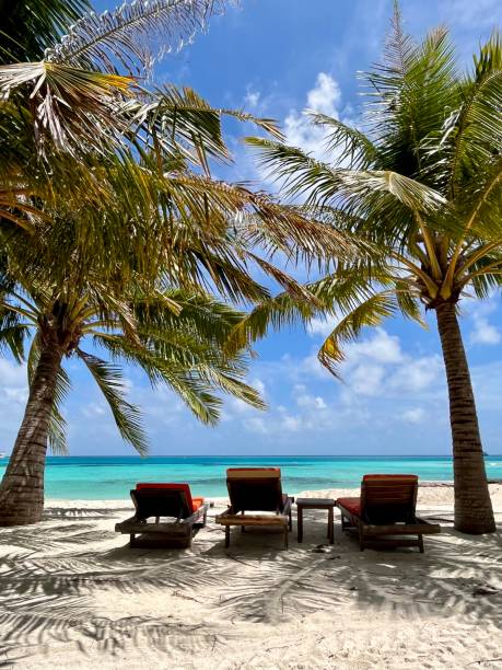istock Beach chairs under palm trees on the beach in sunny day 2185767319