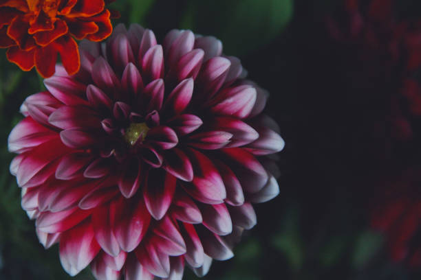 Dahlia blooms background. Colorful dahlia flowers close up. Floral background.