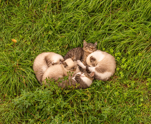Five kittens sleeping together on a green lawn forming a heart shape