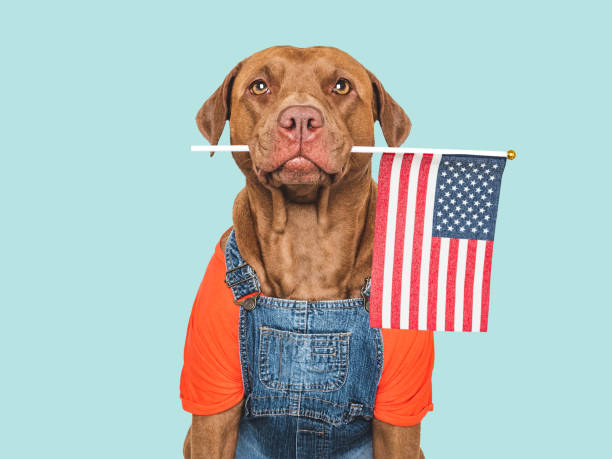 istock Charming, sweet brown dog and American Flag 2185770067