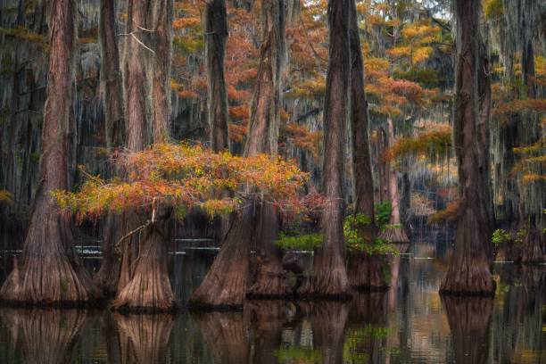 istock Cypress Trees in Autumnal Hues 2185771300