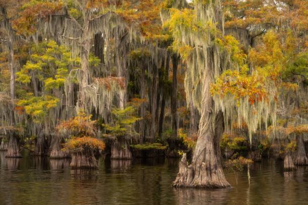 istock Autumn's Golden Embrace on the Lake 2185771320