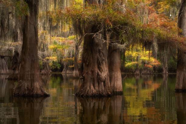 istock Cypress Cathedral in Autumn 2185771352