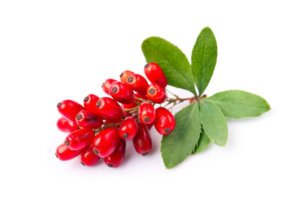 istock Sweet barberry twig 2185771436
