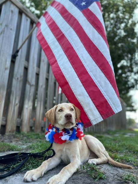 istock Labrador Puppy Celebrating Independence Day Under American Flag 2185771481