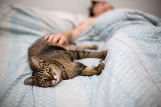 istock Young man sleeping in the bed with his cat 2185771732