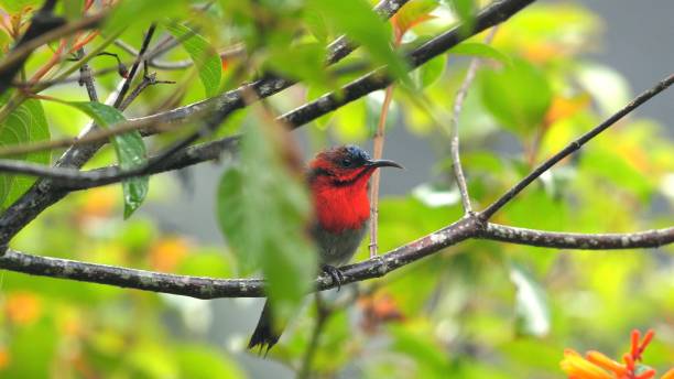 istock Colorful bird with bright red chest perched on tree branch among green 2185771878