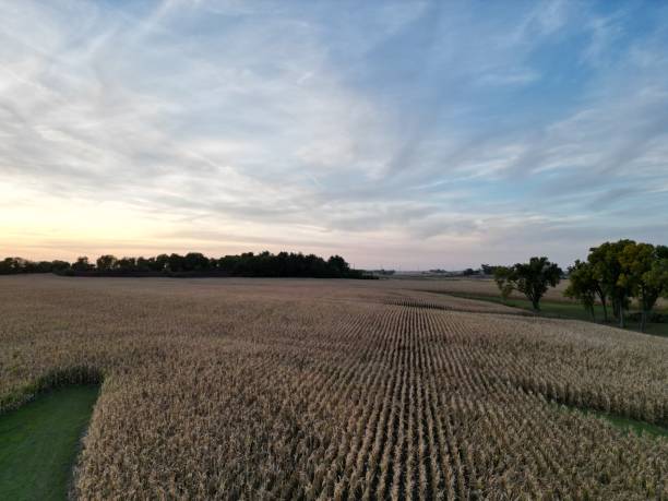 Iowa Cornfields 70+ Iowa Cornfield Sunset Stock Photos, Pictures & Royalty-Free Images ...