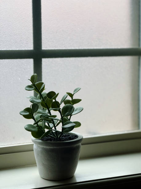istock Potted plant on rainy day 2185773613