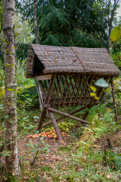 An empty wildlife feeder in the middle of the autumn forest.  Tadu nature study trail, Estonia.