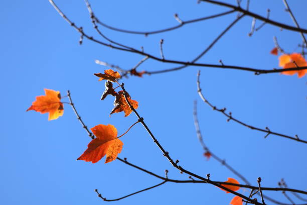 A close-up photograph of a tree as it sheds beautiful orange and red leaves on a clear blue fall day.