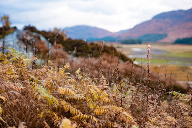 This is a photograph of ferns growing on the hillside of a mountina in Cairngorms National Park in the Scotland Highlands with autumn leaf foliage on an overcast October day.