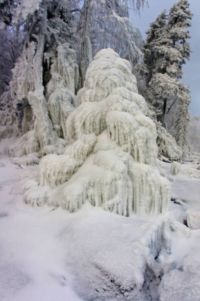 A spruce in a snowy forest, covered in ice, looking like an ice sculpture of a fountain.