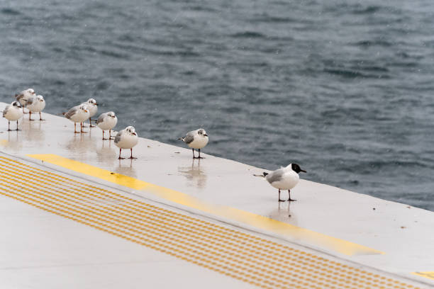 Seagulls under snowing in Istanbul harbor