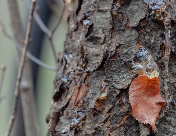 istock Autumn fallen leaf glued to the resin exuded from black cherry tree bark 2185779729