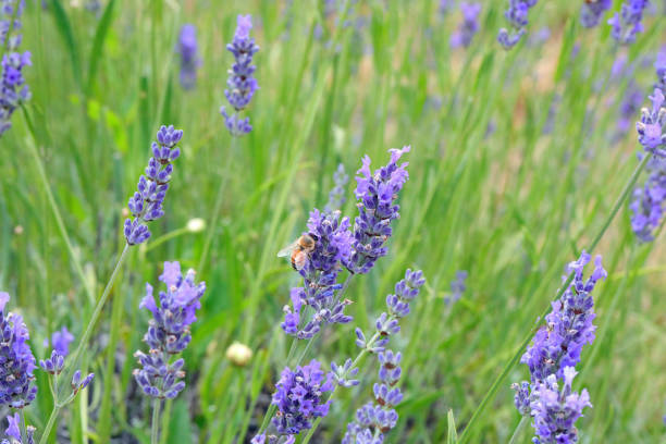 istock lavender flowers and the bee that sucks nectar from them 2185779997