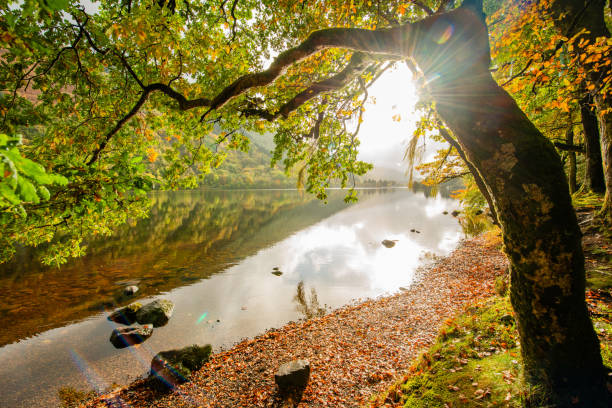 This is a scenic landscape of a stream of water flowing past a backlit tree in a forest in the Scotland Highlands on an October day.