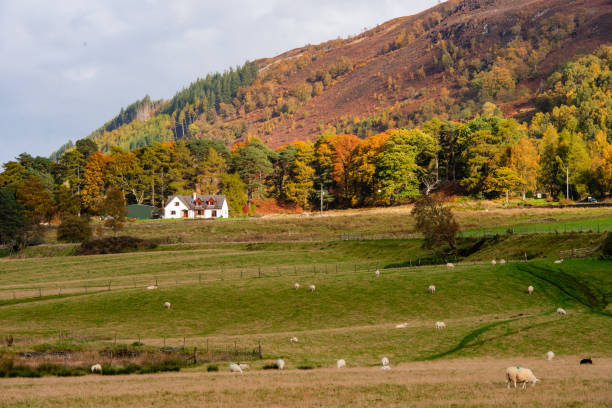 istock Sheep Grazing Meadow in Scotland Highlands 2185780585